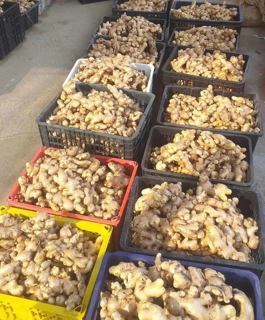Captain World Trade Ltd Agro Items Ginger