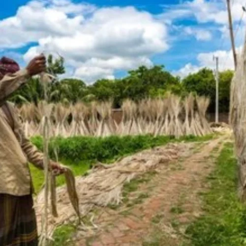 Why Bangladesh is the Global Hub for Jute Stick Charcoal Production